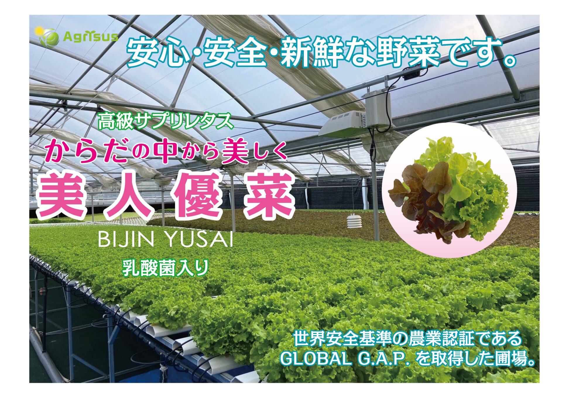 美人優彩ポップ agrisus